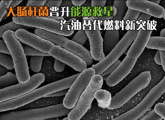 大肠杆菌晋升能源救星 汽油替代燃料新突破 卓众汽车网