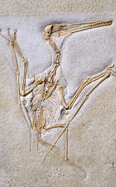 会飞的动物-翼龙目动物化石 研究称远古翼龙能利用骨骼呼吸帮助飞行(图)