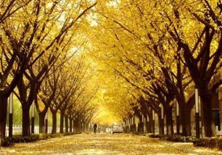 京秋最后的金黄诱惑 踏最美银杏林赏叶(图)