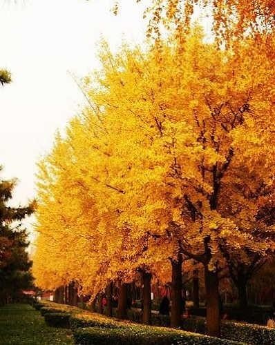京秋最后的金黄诱惑 踏最美银杏林赏叶(图)(2)