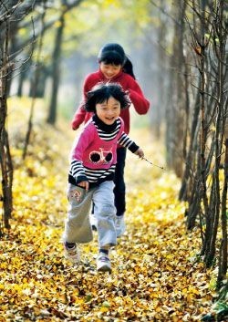 京秋最后的金黄诱惑 踏最美银杏林赏叶(图)