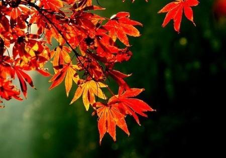 “枫”景四川独好 覆盖全川自驾游线路(5)