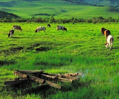 夏日漫游漠河新攻略 寻找祖国的北极点之龙江(3)