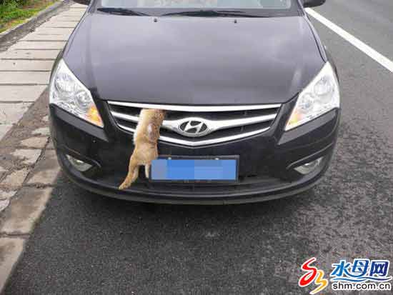 一只野兔与飞速行驶的汽车相撞，一头扎进汽车前脸护网。