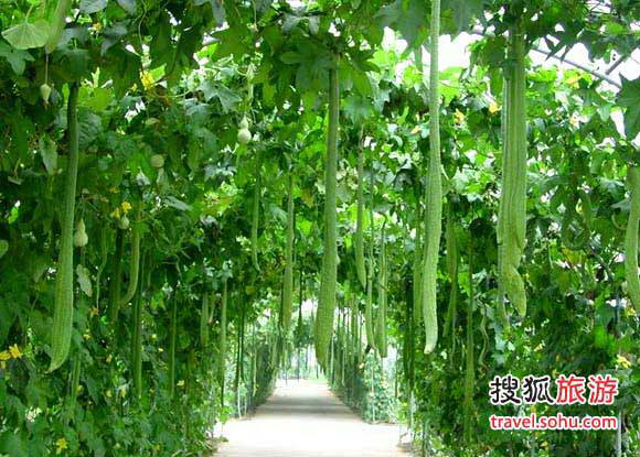 小汤山现代农业园庄