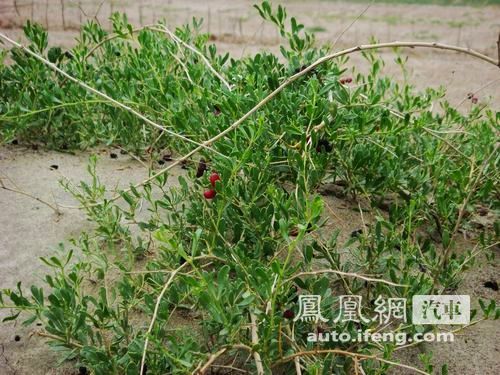 自驾查干淖尔生态游 体验“生态和平亚洲”之旅(3)